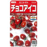 【種子】ミニトマト チョコアイコ サカタのタネ | Gardener s Shop Ivy