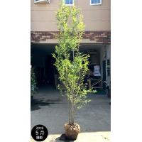 エゴノキ 株立ち（落葉樹の植木、庭木）｜苗木、植木 | 花