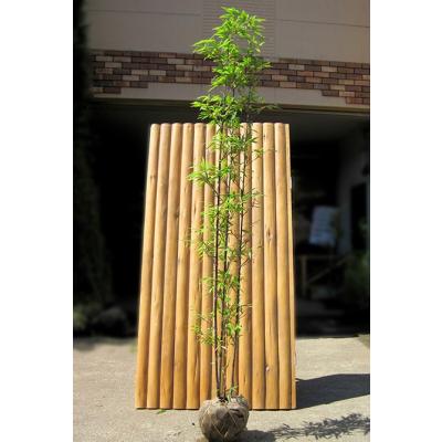 黒竹 苗(苗木、植木)の商品一覧 | 花、ガーデニング 通販 黒竹 苗(苗木、植木)の商品一覧 | 花、ガーデニング 通販