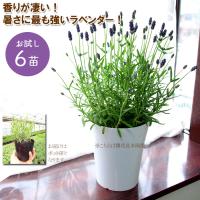 ピンクペッパー 苗 9cmポット ブラジリアンペッパー コショウ コショウボク ペッパーベリー 香辛料 ドライフラワー Z フラワーネット日本花キ流通 通販 Yahoo ショッピング