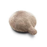 しっぽクッション プチクーボ セラピーロボット 癒し ペットロボット 動物 猫 尻尾 ギフト ユカイ工学 Petit Qoobo マロン 茶 YE-PQ001M | ぎおん