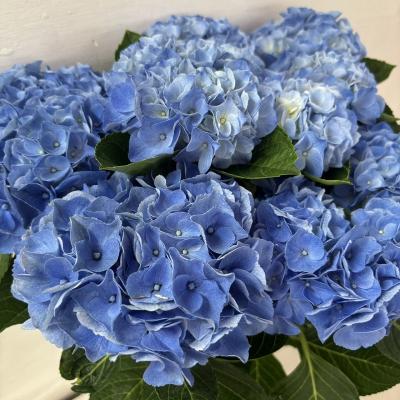 ○アジサイ○ ハイシリーズ ハロ あじさい 紫陽花 5号鉢 鉢植え