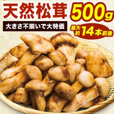 500g約8~14本前後 天然松茸(大きさ不揃い) まつたけ マツタケ 松茸