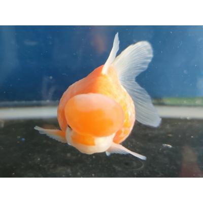 ピンポンパールのおすすめ人気商品一覧 通販 - Yahoo!ショッピング