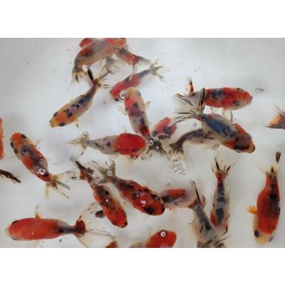 桜錦（金魚）｜観賞魚生体｜熱帯魚、アクアリウム用品 | ペット用品 