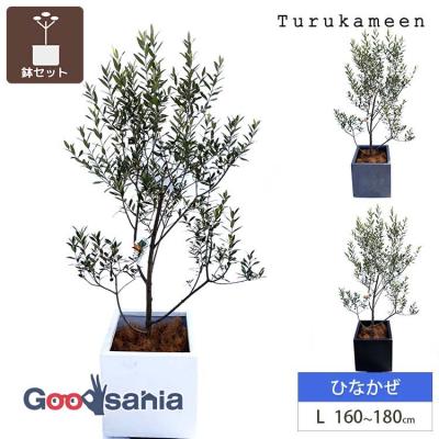 オリーブ ひなかぜのおすすめ人気ランキングTOP100 - Yahoo!ショッピング