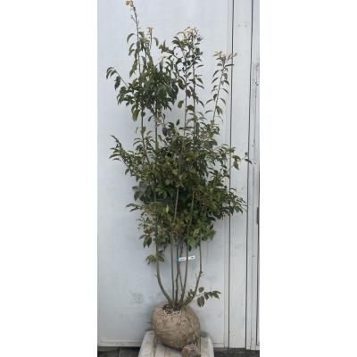 ソヨゴ 鉢植え（常緑樹の植木、庭木）｜苗木、植木 | 花、ガーデニング  