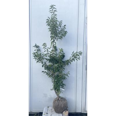 庭木ソヨゴのおすすめ人気商品一覧 通販 - Yahoo!ショッピング 