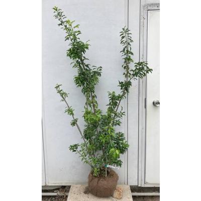 ソヨゴ　雄　271 現品》ソヨゴ株立ち(雄株・オス株)樹高1.5m（根鉢含まず）502【苗木】