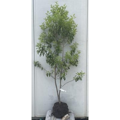 ソヨゴ 鉢植え（常緑樹の植木、庭木）｜苗木、植木 | 花