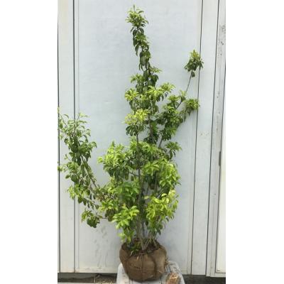 ソヨゴ 鉢植え（常緑樹の植木、庭木）｜苗木、植木 | 花、ガーデニング  
