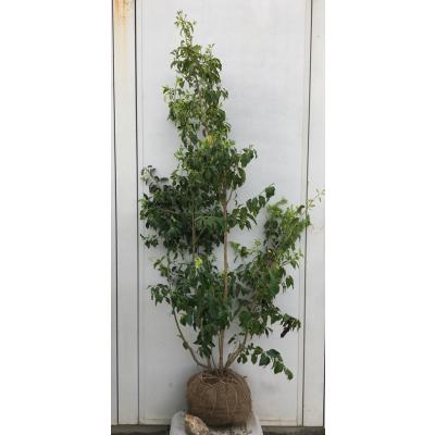 ソヨゴ 鉢植え（常緑樹の植木、庭木）の商品一覧｜苗木、植木 | 花 