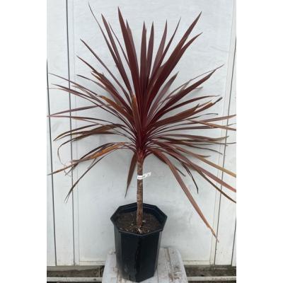 コルジリネ レッドスター（常緑樹の植木、庭木）｜苗木、植木 | 花