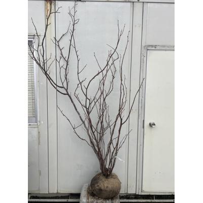 現品》丸葉の木（マルバノキ）株立ち 樹高1.8m（根鉢含まず）65