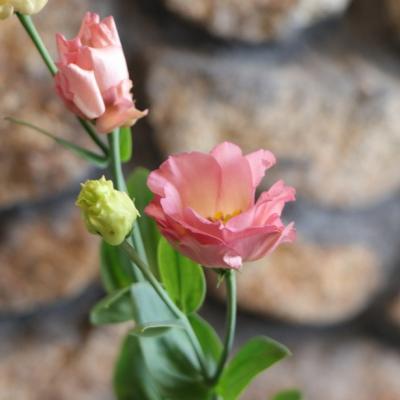 もこせんせい トルコキキョウ トルコギキョウ苗 もこせんせい