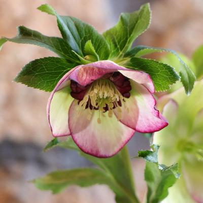 クリスマスローズ 開花株 ダブルのおすすめ人気商品一覧 通販 - Yahoo