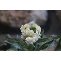 八重咲きストック ラブリーピンク 3 5号ポット苗 寄せ植え 花壇 Matthiolaincana11 グリーンプラザ山長 通販 Yahoo ショッピング