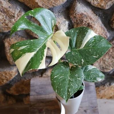 モンステラ 苗のおすすめ人気商品一覧 通販 - Yahoo!ショッピング