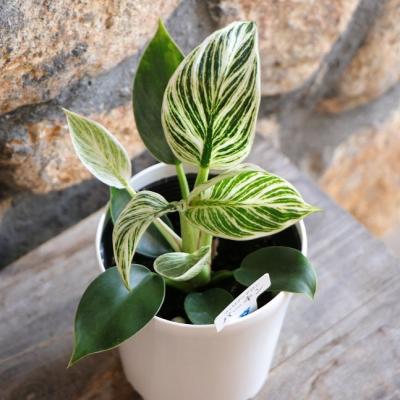 フィロデンドロン 斑入りのおすすめ人気商品一覧 通販 - Yahoo