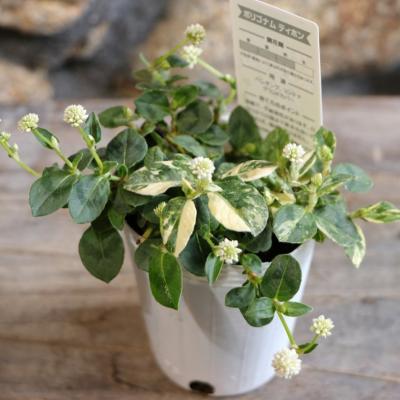 カラーリーフ 寄せ植えの商品一覧 通販 - Yahoo!ショッピング カラーリーフ 寄せ植えの商品一覧 通販 - Yahoo!ショッピング