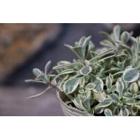 斑入り シレネ ユニフローラ ロゼア 2 5 3号ポット苗 寄せ植え 花壇 カラーリーフ Silene1 グリーンプラザ山長ヤフーショッピング店 通販 Yahoo ショッピング