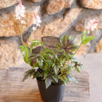 カラーリーフ 寄せ植えの商品一覧 通販 - Yahoo!ショッピング カラーリーフ 寄せ植えの商品一覧 通販 - Yahoo!ショッピング