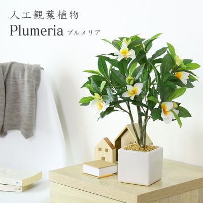 プルメリア 鉢（花、ガーデニング）のおすすめ人気商品一覧 通販