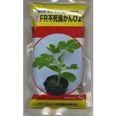 バラ台木専用出品100本 バラ台木100本 【公式通販】