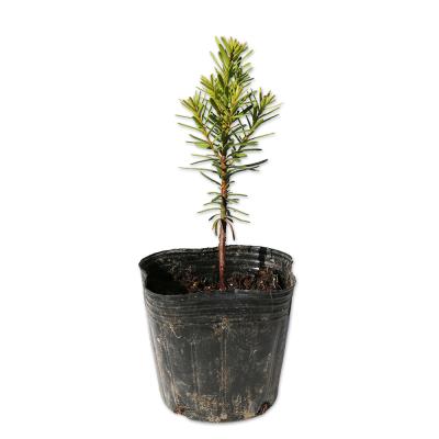 キャラボク（花、ガーデニング）のおすすめ人気商品一覧 通販 - Yahoo