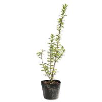 香る花木 銀梅花 ギンバイカ 2個セット 9cmポット苗 T 024 花と緑の専門店 土っ子倶楽部 通販 Yahoo ショッピング