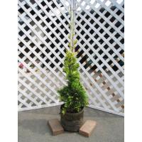 シルバーダスト 1 2m露地 3本セット 送料無料 翌日出荷 1年間枯れ保証 コニファー Clinicaenne Com Br