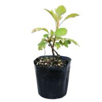 カシワバアジサイ ルビースリッパーズ ６号ポット 樹高50cm前後 根鉢含まず 花木庭木植木落葉樹 落葉低木 G0765 ぐりーんぐりーん 通販 Yahoo ショッピング