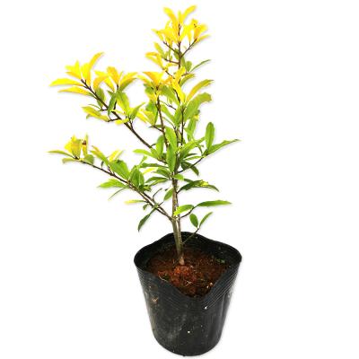 サニーフォスターのおすすめ人気商品一覧 通販 - Yahoo!ショッピング