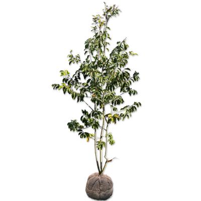 ソヨゴ オス（常緑樹の植木、庭木）｜苗木、植木 | 花、ガーデニング