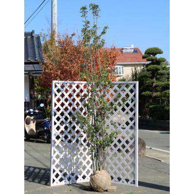 3mソヨゴ（苗木、植木） | 花、ガーデニング のおすすめ人気商品一覧