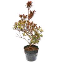 キリシマツツジ 15cmポット 1本 1年間枯れ保証 低木 :410602:トオヤマ キリシマツツジ 15cmポット 1本 1年間枯れ保証 低木 :410602:トオヤマ