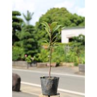 ベニバナシャリンバイ 0 3m15cmポット 1本 1年間枯れ保証 低木 トオヤマグリーン 通販 Yahoo ショッピング