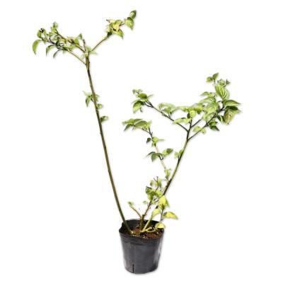 花筏 苗のおすすめ人気商品一覧 通販 - Yahoo!ショッピング