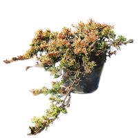 ミヤマビャクシン 15cmポット 1本 1年間枯れ保証 低木 :708002 