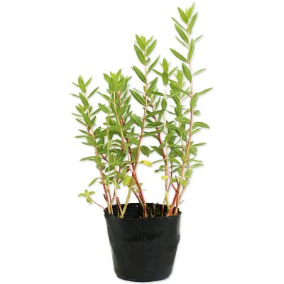 ミソハギのおすすめ人気商品一覧 通販 - Yahoo!ショッピング