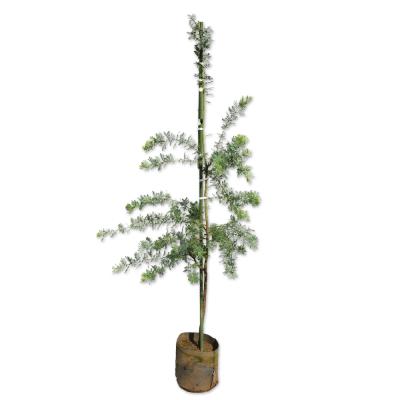 ミモザの木2m程度 ミモザアカシア2m（常緑樹の植木、庭木）｜苗木、植木 | 花