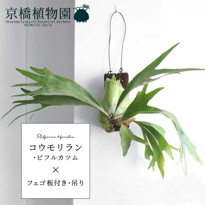 大型サイズ約15株！ビカクシダ ビフルカツム 苔玉① 楽天市場】苔玉のコウモリラン（ビカクシダ・鹿角シダ