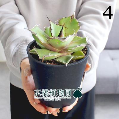 アガベ 吉祥天（観葉植物） | 花、ガーデニング のおすすめ人気商品