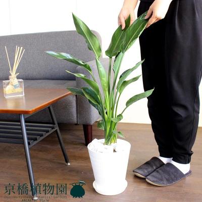 観葉植物(観葉植物種類:オーガスタ)|花、ガーデニング 通販 観葉植物(観葉植物種類:オーガスタ)|花、ガーデニング 通販