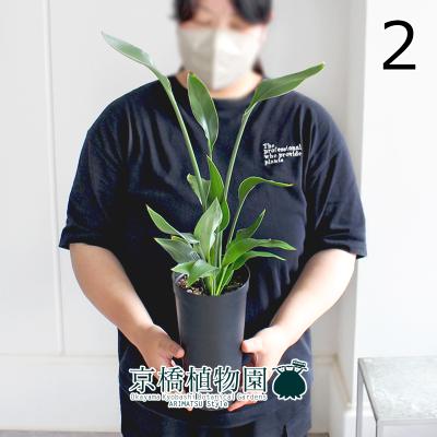 ストレリチア ノンリーフ（観葉植物） | 花、ガーデニング のおすすめ