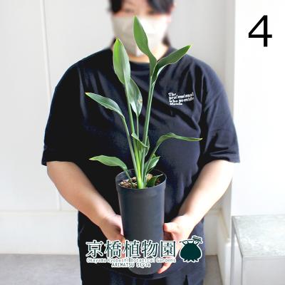ストレリチア ノンリーフ（観葉植物） | 花、ガーデニング のおすすめ