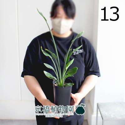 ストレリチア ノンリーフ（観葉植物） | 花、ガーデニング のおすすめ