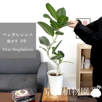フィカスベンガレンシス 曲がり 観葉植物 室内 2本立ち 103cm】 フィカス ベンガレンシス 曲がり仕立て 観葉植物 室内