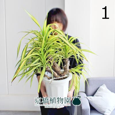 タコノキ パンダナスのおすすめ人気商品一覧 通販 - Yahoo!ショッピング