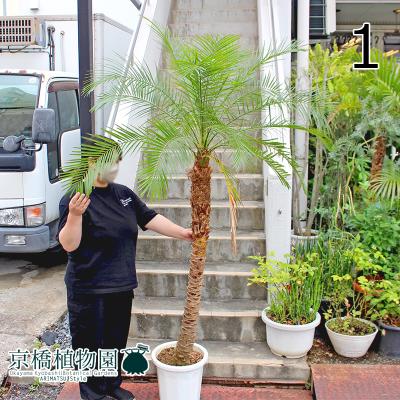 フェニックスロベレニー（観葉植物種類：ヤシ）のおすすめ人気商品一覧